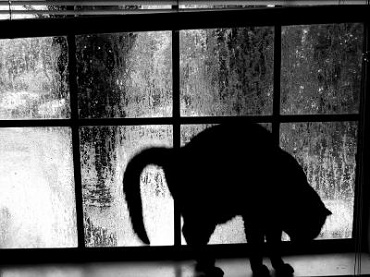 El Gato Negro - Cuentos Cortos de Terror